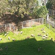 60 ლარი ღამე, ბინა დღიურად