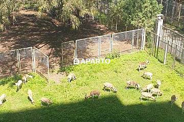 60 ლარი ღამე, ბინა დღიურად