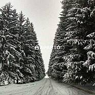 110 ლარი ღამე, ბინა დღიურად